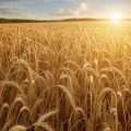 grano
